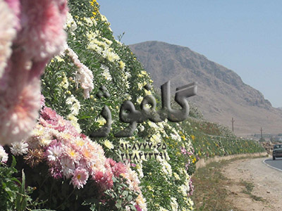 گلدان صخره ای 